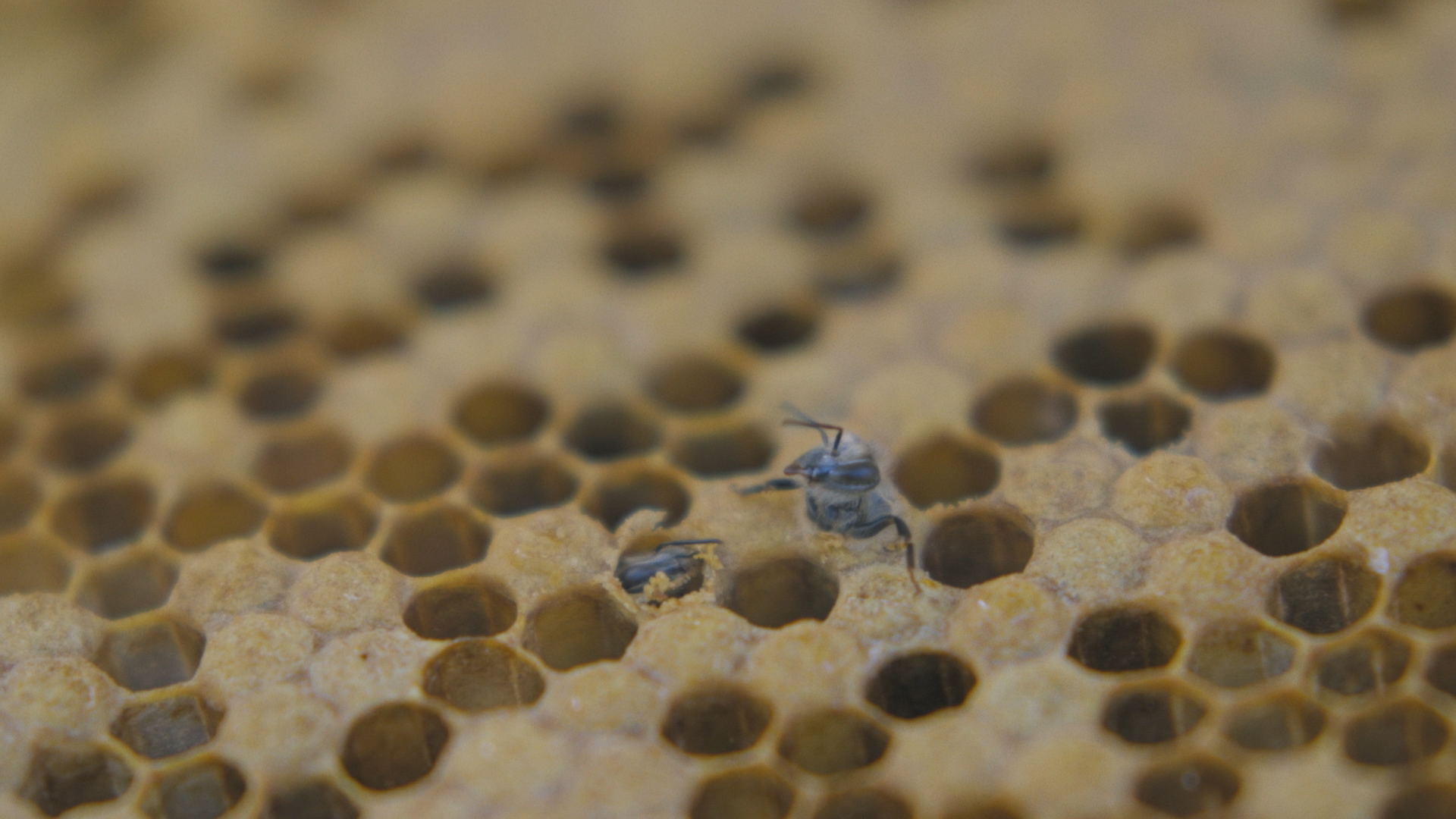 http://mdfilmfest.net/wp-content/uploads/Bee-Being-Born.jpg