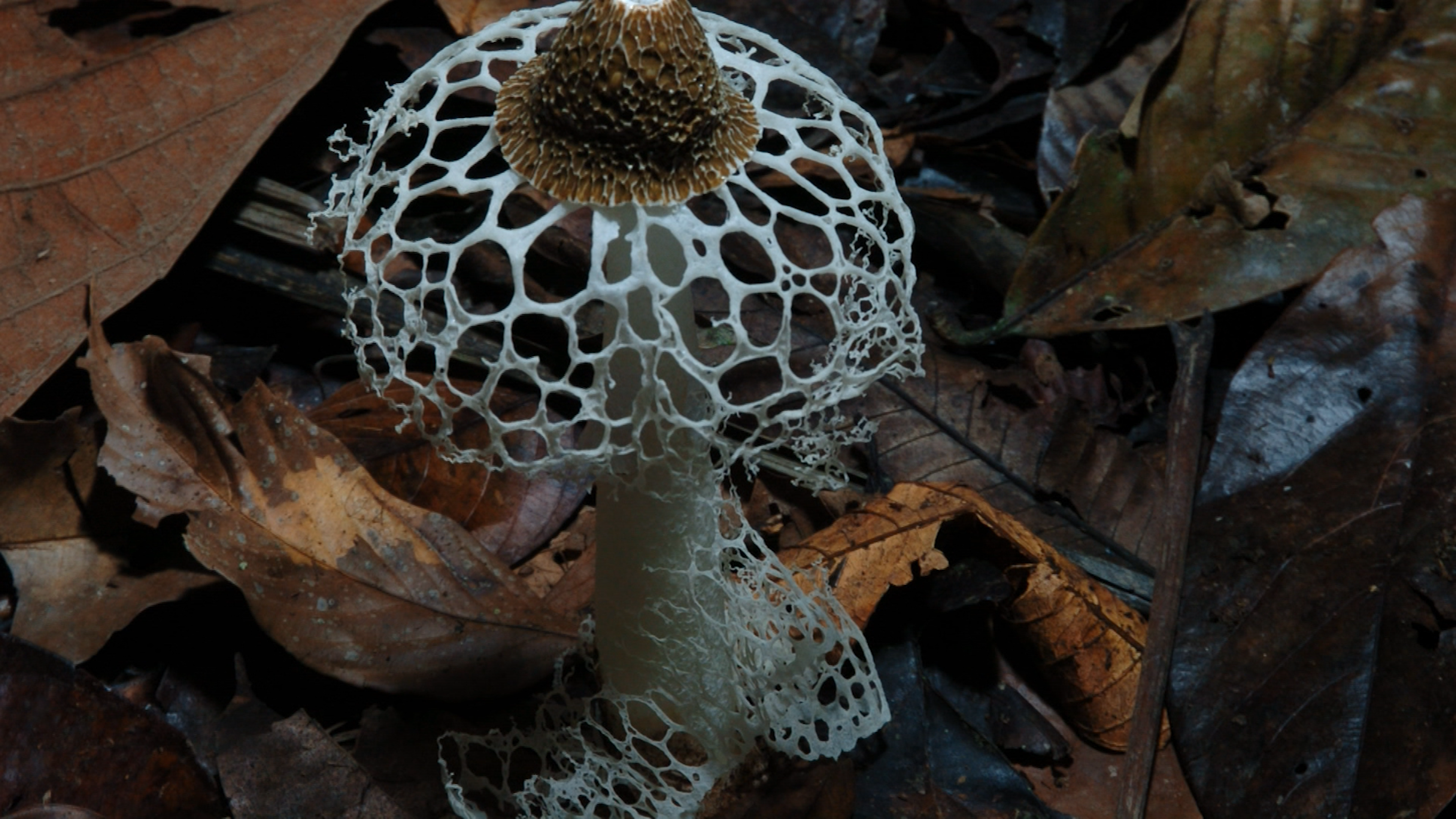 http://mdfilmfest.net/wp-content/uploads/MushroomBridalVeil.png
