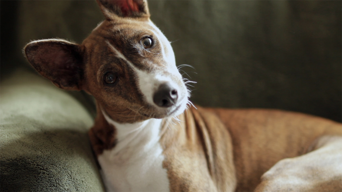 http://mdfilmfest.net/wp-content/uploads/Obi_See_a_Dog.jpg