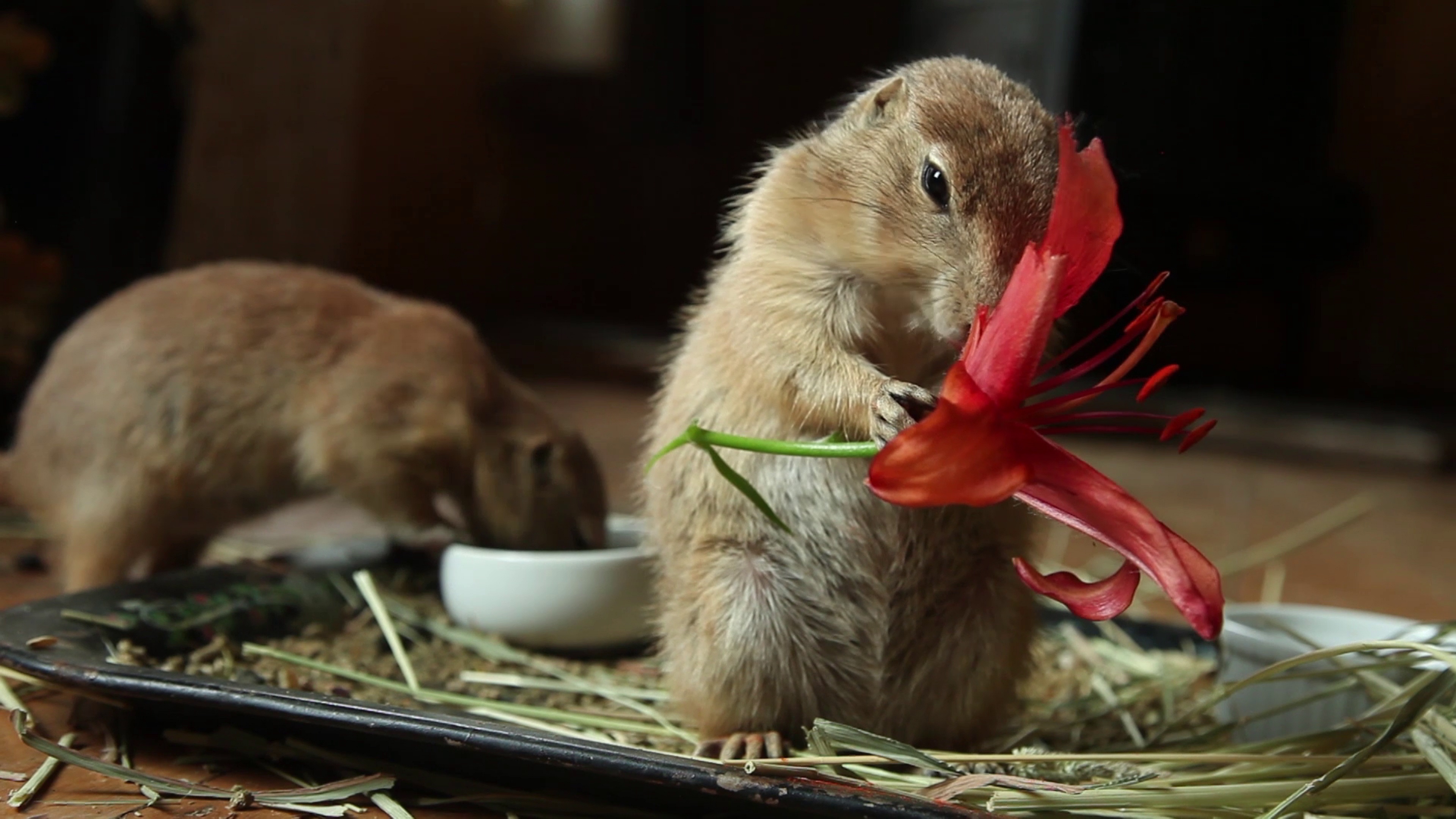 http://mdfilmfest.net/wp-content/uploads/You-Were-an-Amazement-prairie-dogs-lilies.jpg
