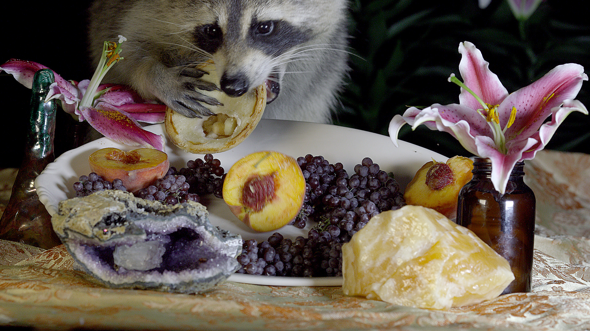 http://mdfilmfest.net/wp-content/uploads/You-Were-an-Amazement-raccoon.jpg